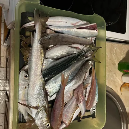 アパート Mustapic